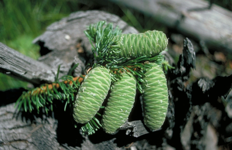 abies grandis grand fir