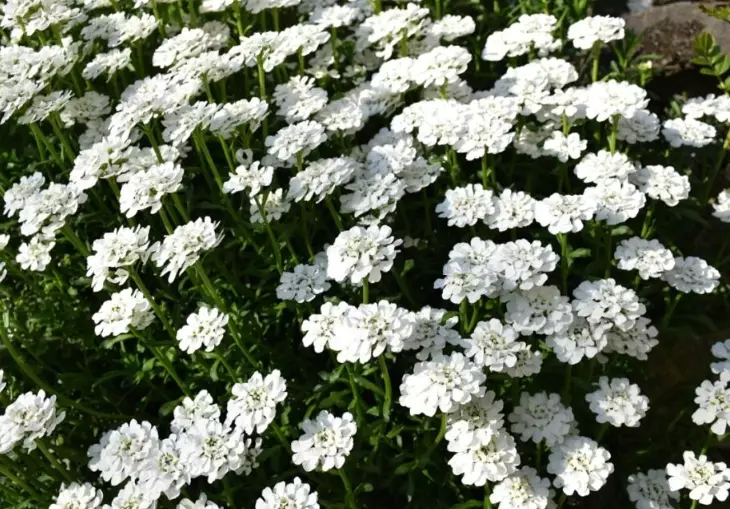how to grow candytuft how to grow candytuft