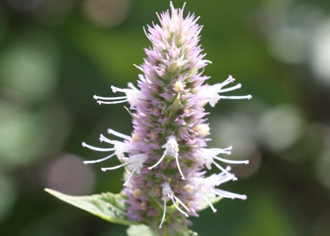 anise hyssop uses anise hyssop uses