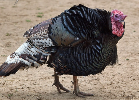 snake's head fritillary planting