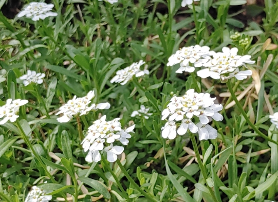 candytuft care candytuft care