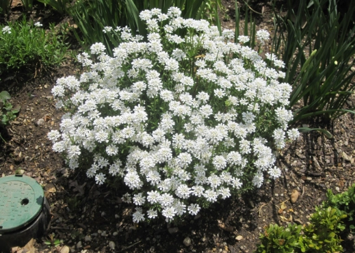 candytuft care candytuft care
