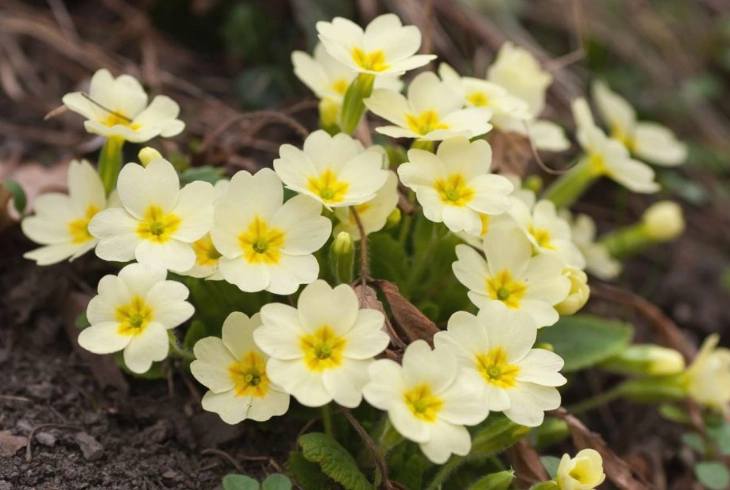 growing primroses