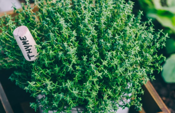 culinary thyme plants culinary thyme plants