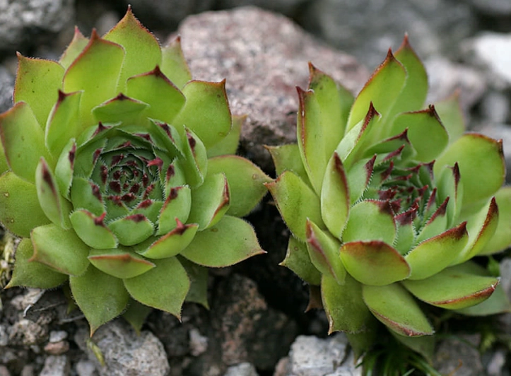 how to grow sempervivum how to grow sempervivum