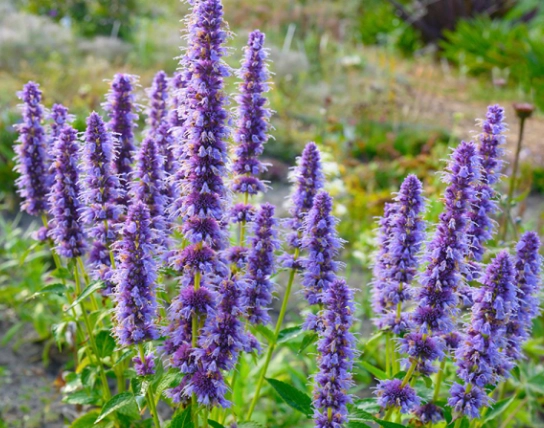 Agastache foeniculum care Agastache foeniculum care