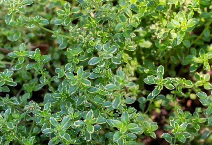 thyme varieties thyme varieties