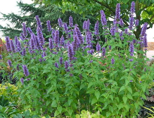 anise hyssop uses anise hyssop uses