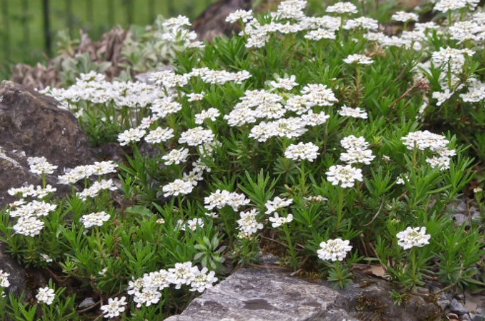perennial candytuft