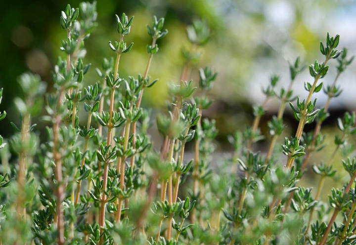 types of thyme
