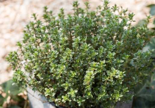 culinary thyme plants culinary thyme plants