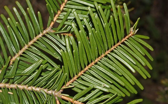 abies grandis identification