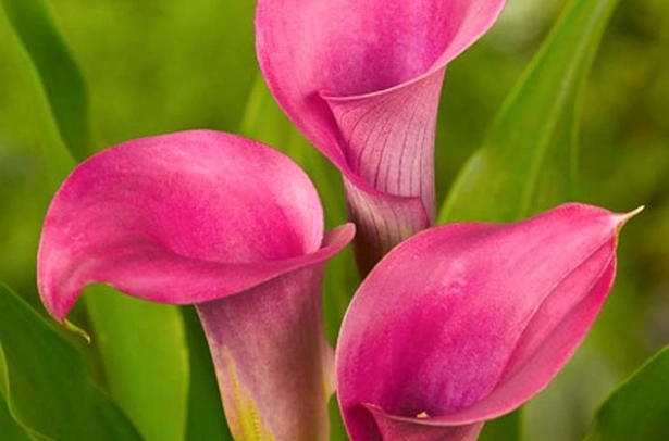 pink calla lily care pink calla lily care