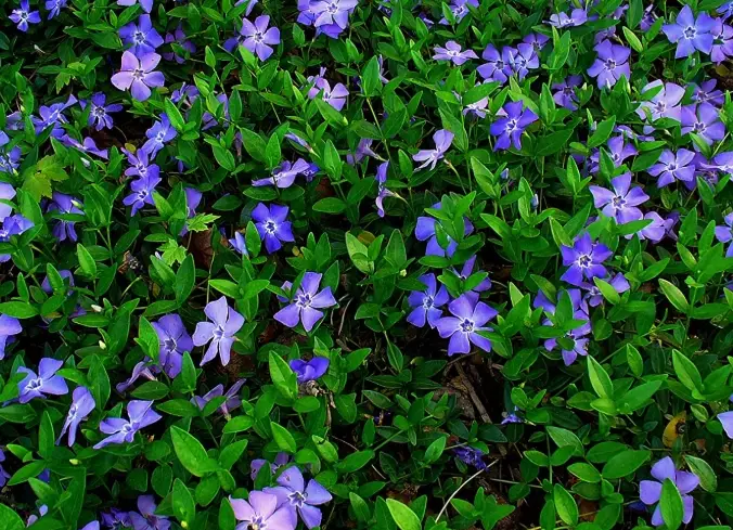 perennial vinca care perennial vinca care
