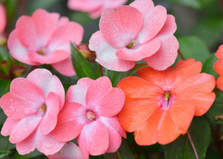 impatiens care