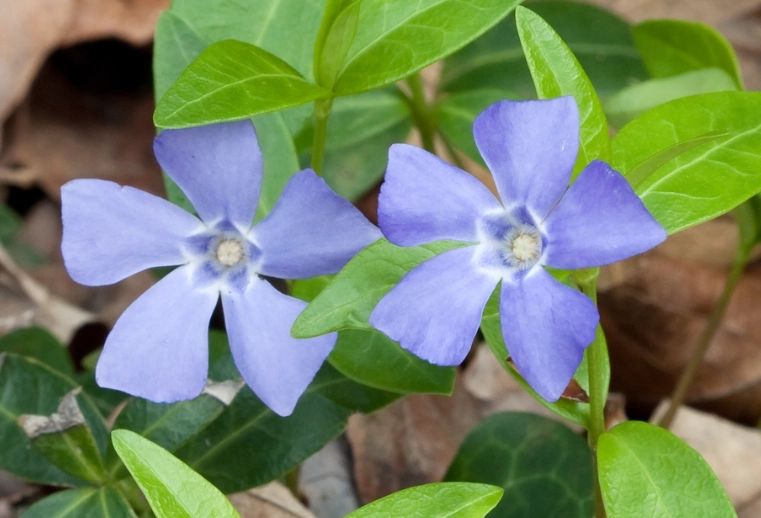 perennial vinca care perennial vinca care