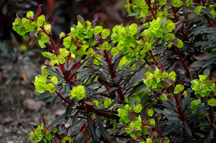 euphorbia identification