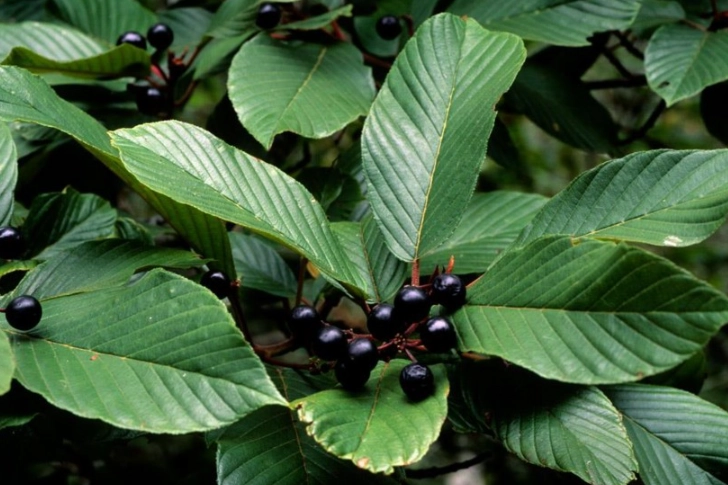 cascara sagrada uses cascara sagrada uses