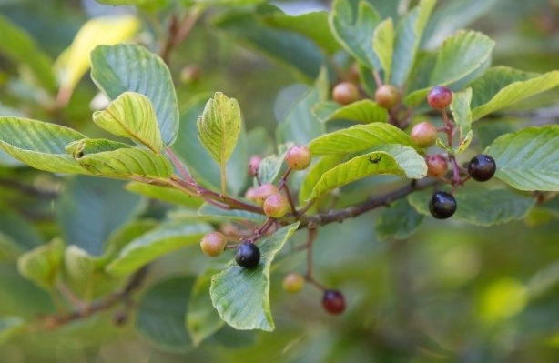 natural constipation relief natural constipation relief