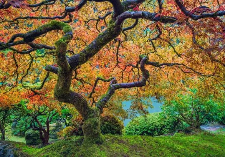 Portland Japanese maple trees