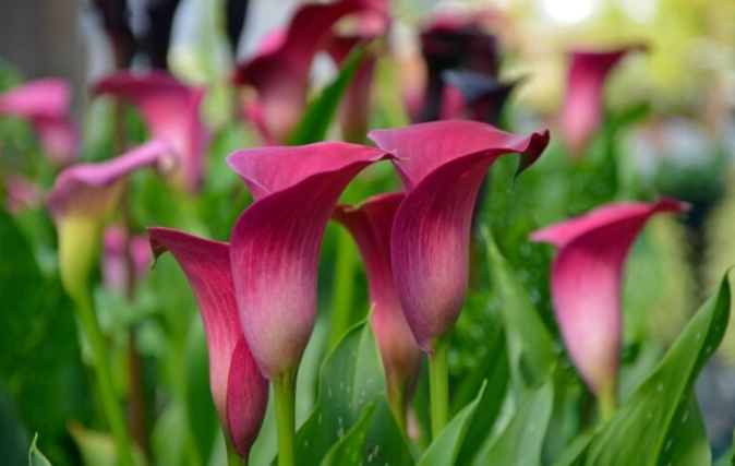 zantedeschia aethiopica pink zantedeschia aethiopica pink