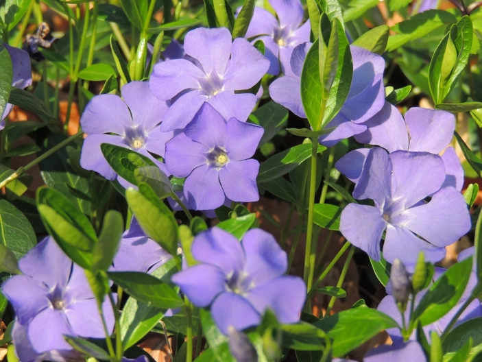 vinca minor ground cover vinca minor ground cover