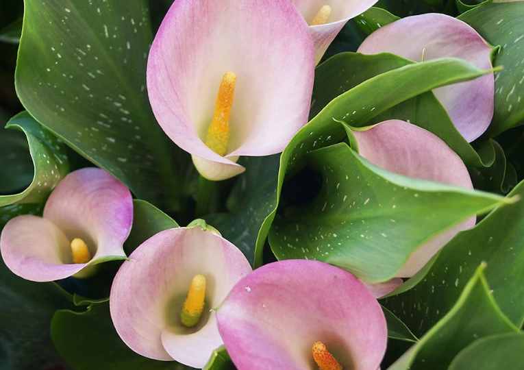 zantedeschia aethiopica pink zantedeschia aethiopica pink