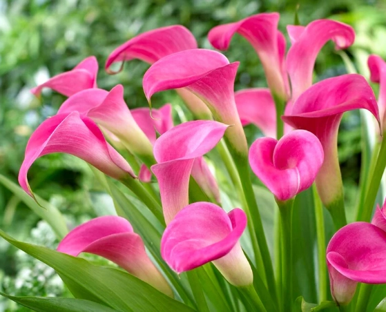 pink calla lily care pink calla lily care