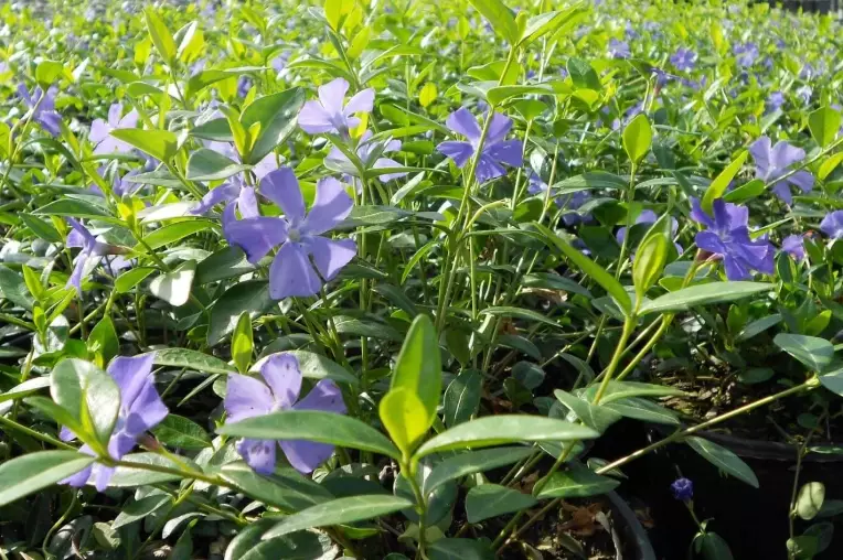perennial vinca
