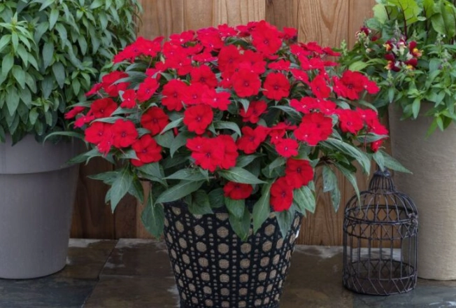 impatiens care