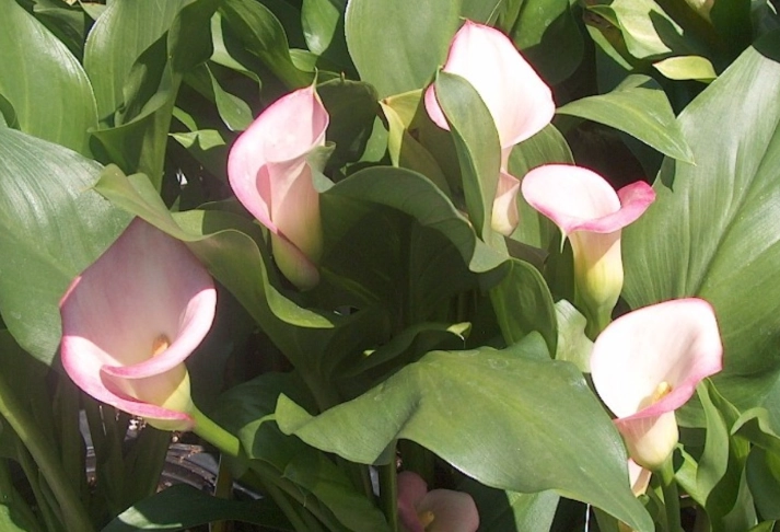 pink calla lily care pink calla lily care