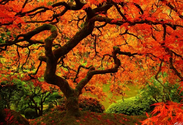 Japanese maple Portland Oregon