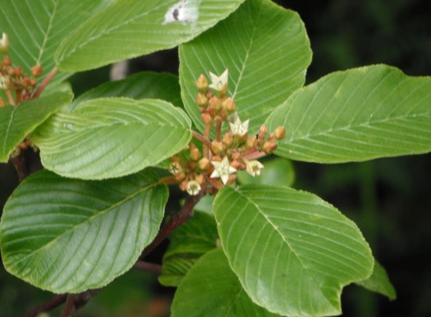 natural constipation relief natural constipation relief