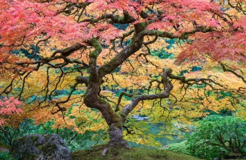 Japanese maples Portland