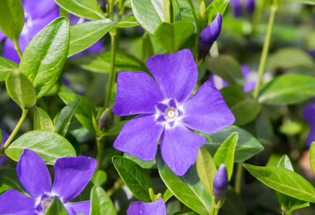 growing vinca major growing vinca major
