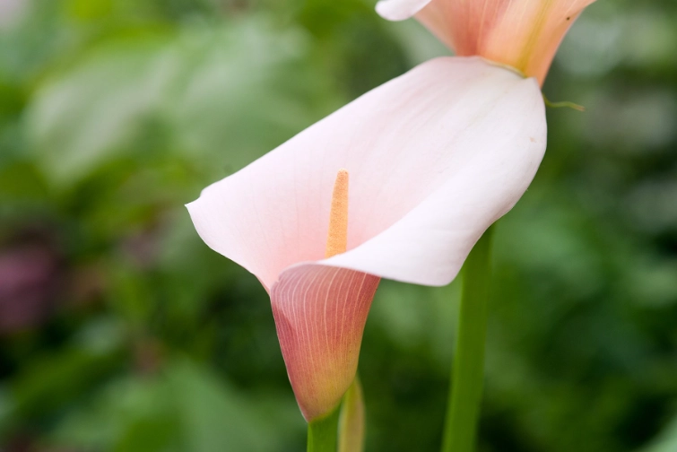 zantedeschia aethiopica pink zantedeschia aethiopica pink