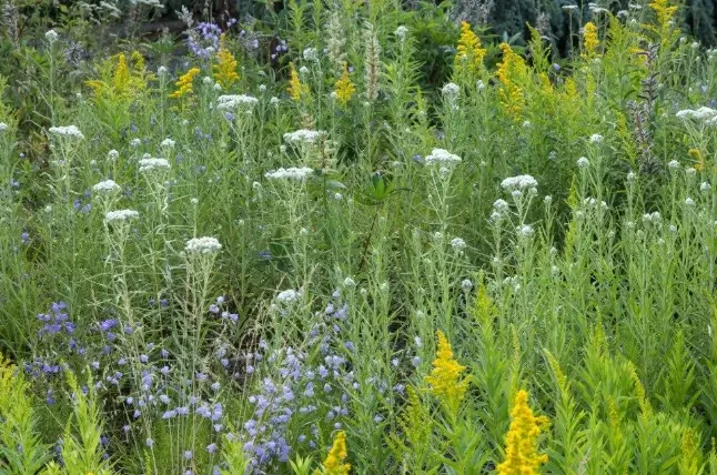 low maintenance native plants pnw