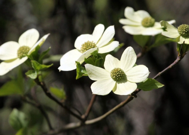 pacific northwest native plants