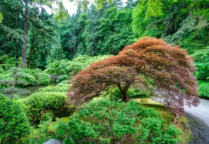 Portland Japanese maple trees