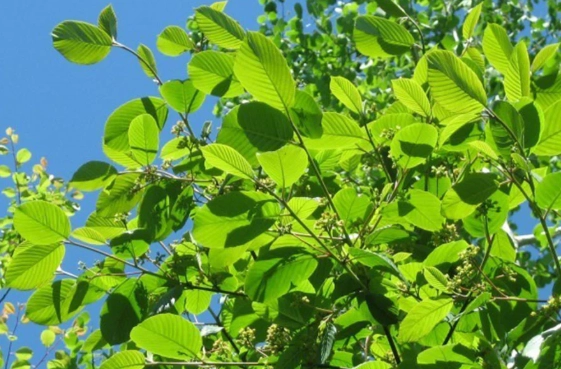 rhamnus purshiana side effects rhamnus purshiana side effects