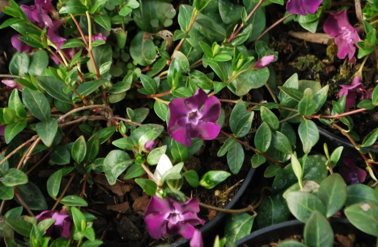 growing vinca major growing vinca major