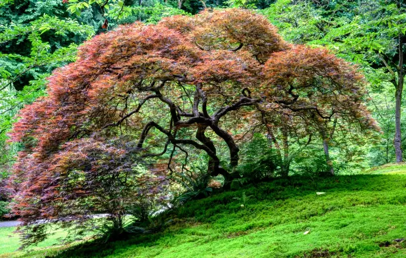 Japanese maple Portland Oregon