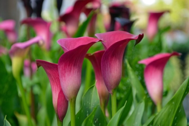pink calla lily bulbs pink calla lily bulbs