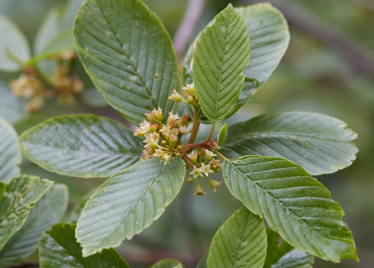 cascara sagrada uses cascara sagrada uses
