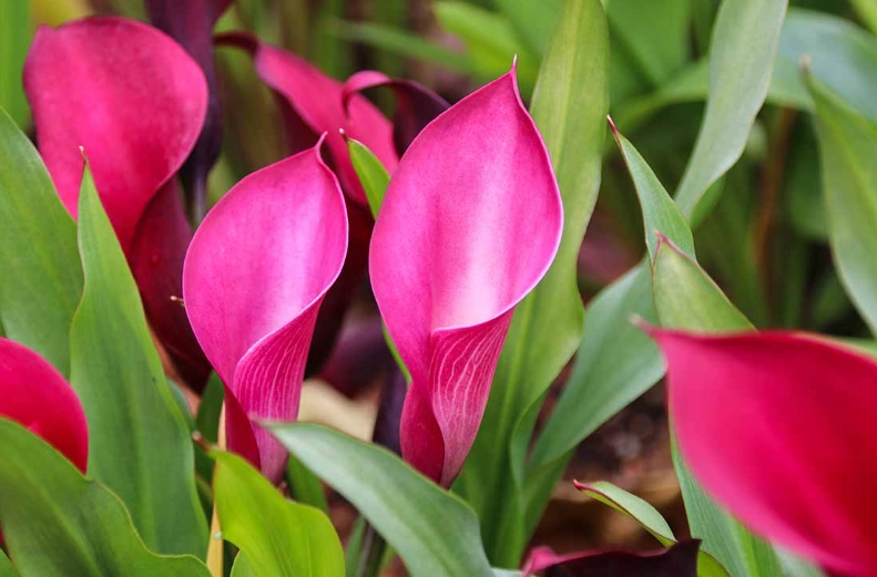 pink calla lily bulbs pink calla lily bulbs