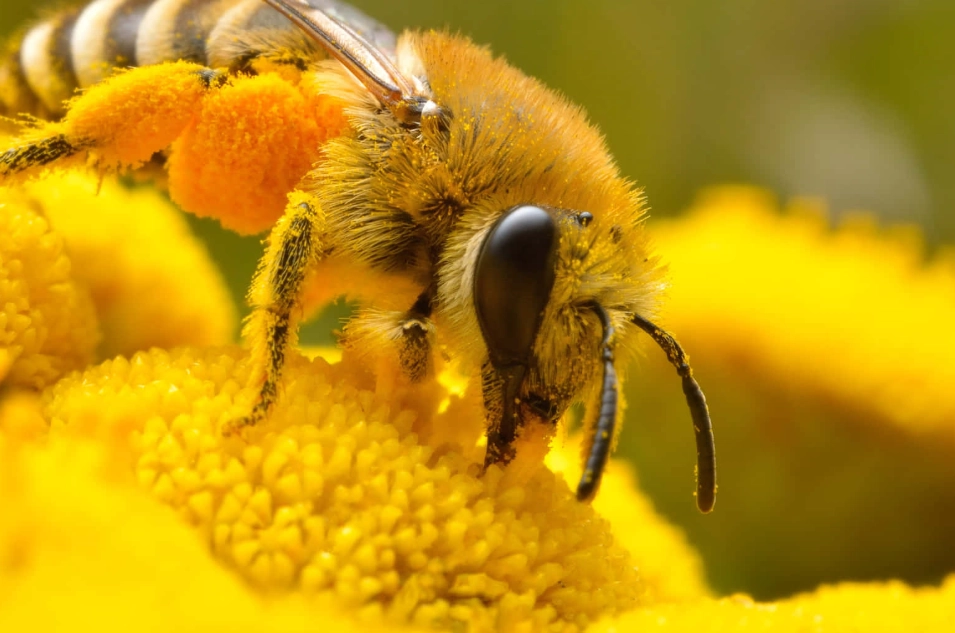 bee conservation bee conservation