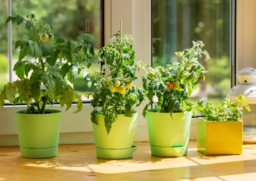 grow plants indoors grow plants indoors