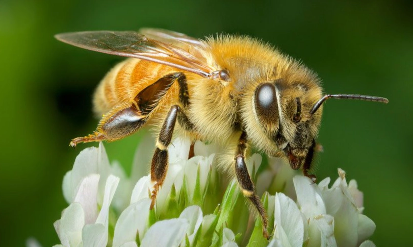 bee conservation bee conservation