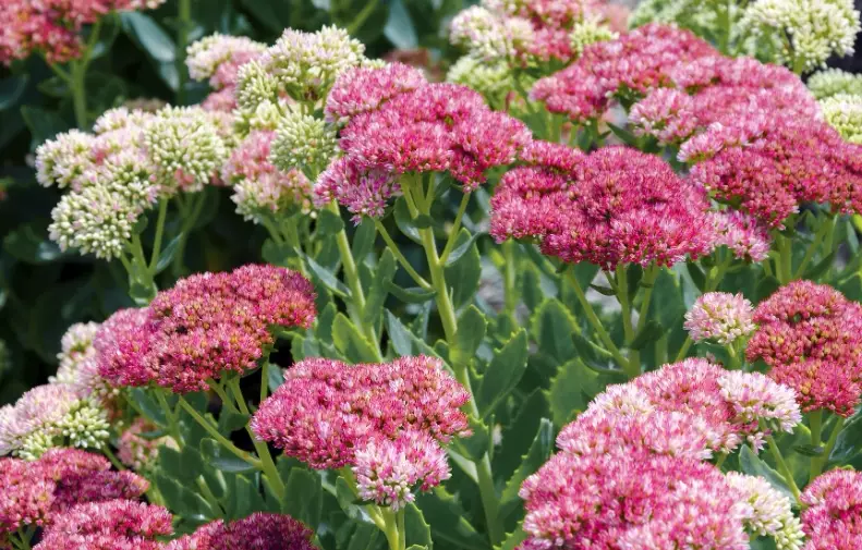 shade tolerant sedum