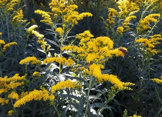 how to grow goldenrod